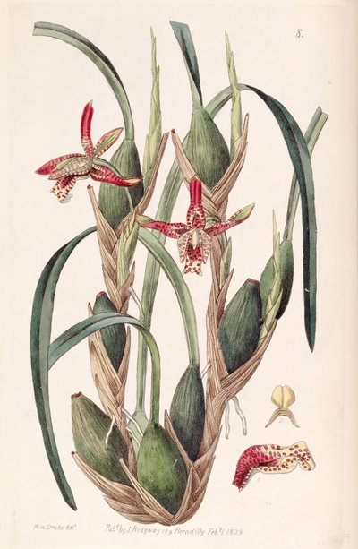Maxillaria tenuifolia or Maxillariella tenuifolia by Miss Drake